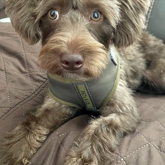 PETsRUS Premium No Pull Dog Harness 2 Leash Clips Olive Green Khaki Neoprene - Picture 9 of 10